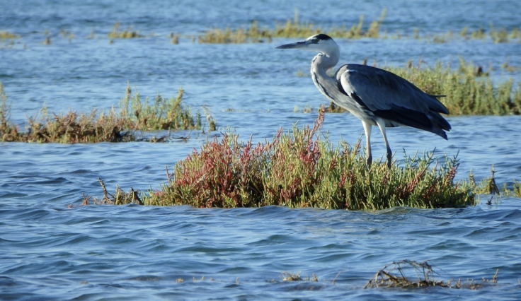 Avistamiento de aves en Ría Formosa