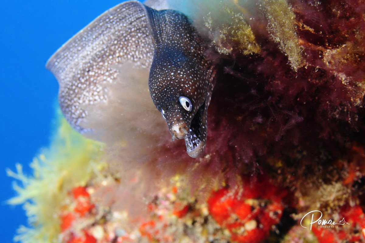 Gran Canaria 12_08_14 (13)