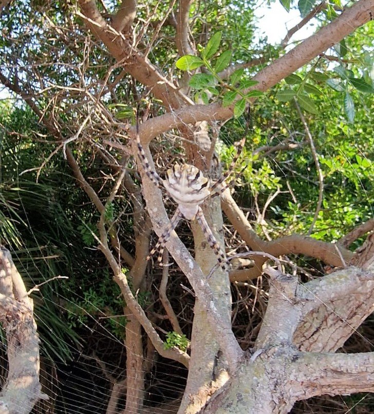 Corso di Tecnologia Velica e pratiche di navigazione a Castellón
