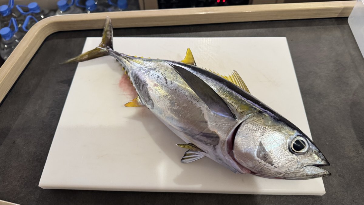 Discover the wonders of the Atlantic on a safe and comfortable journey.