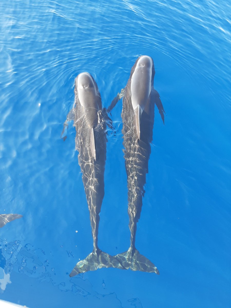 Crociera nell'arcipelago di La Maddalena