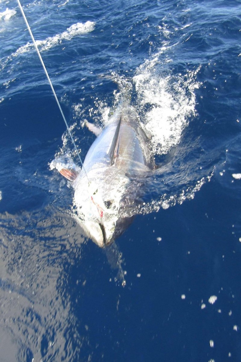 Tuna Fishing Trips in the Strait