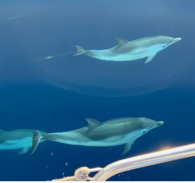 Gustare la cucina mediterranea