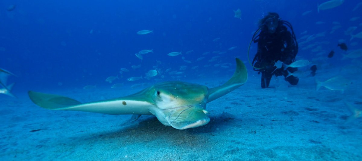 viajes en barco isla tenerife