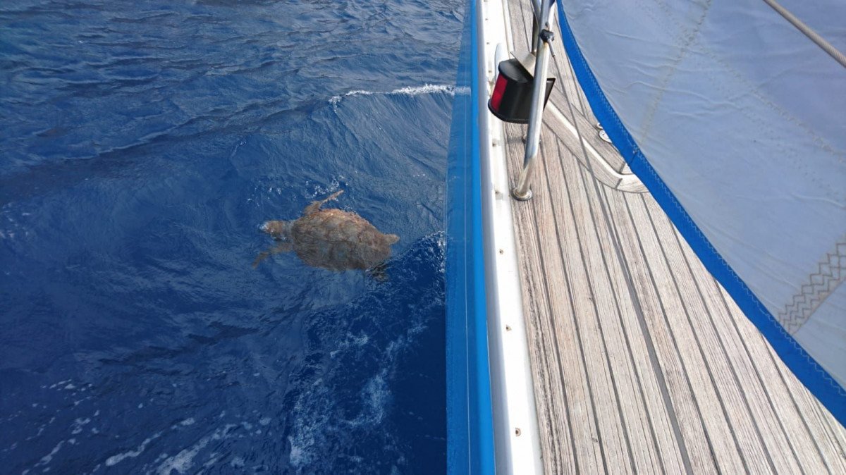 Learn to sail on a fantastic holiday between Asinara and Maddalena